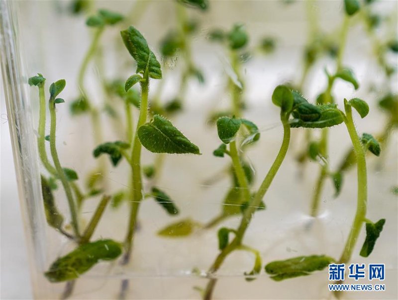 马铃薯脱毒种薯